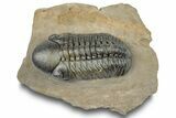 Detailed Reedops Trilobite - Atchana, Morocco #251660-3